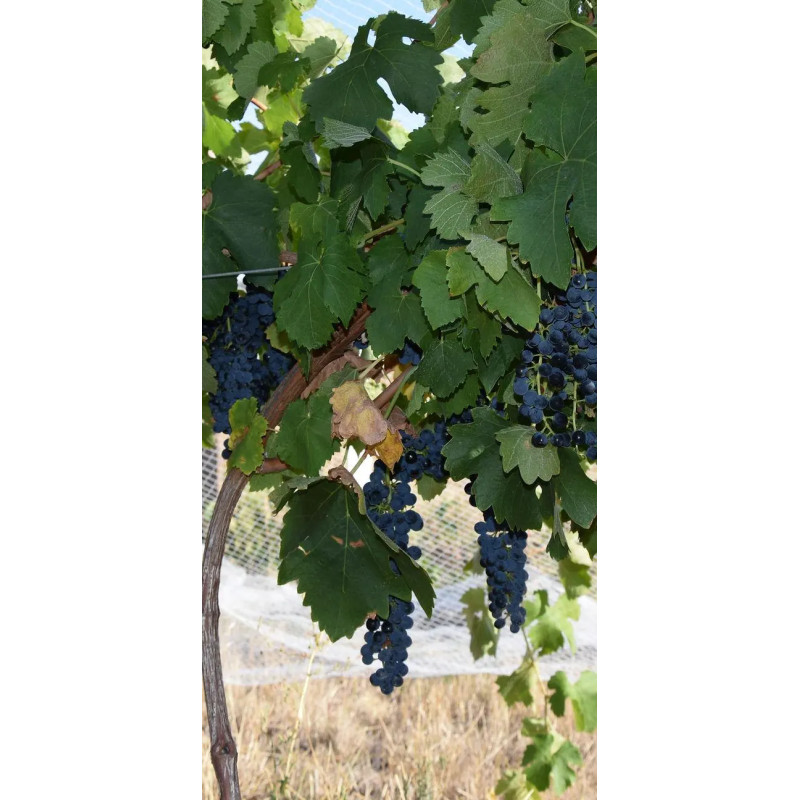 Noble Red Cabernet Sauvignon 750ml