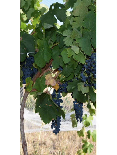 Noble Red Cabernet Sauvignon 750ml