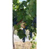 Noble Red Cabernet Sauvignon 750ml