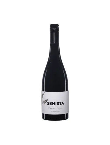 Genista Peritia Tempore Shiraz