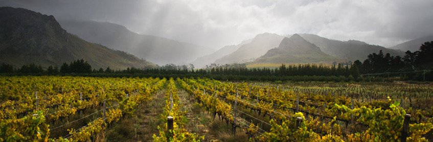 The Wine Depository
